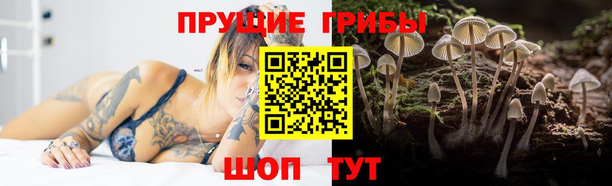 Псилоцибиновые грибы Cubensis Сокол